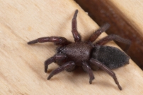 Une femelle (Araneae - Gnaphosidae - (Scotophaeus scutulatus)